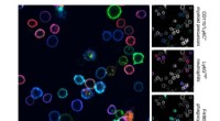 Innovative Bioengineering Method Enables Safe, Multicolor Tracking of Living Cells