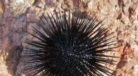 Mediterranean Sea Urchins Thrive in Hot, Acidic Waters: A Study of Adaptation