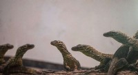 Indonesian Zoo Successfully Breeds Dozens of Endangered Komodo Dragons in Captivity