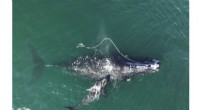 Whale Entanglements Decline, Yet Pose Significant Threat, Federal Report Finds