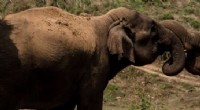 Asian Elephant Social Behavior Does Not Influence Intestinal Parasite Load