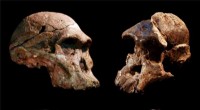 Sterkfontein Australopithecus fossils now dated to  3.4 Myr, reshaping human evolution