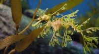Sea Dragon Genes Reveal Secrets Behind Their Unique Appearance
