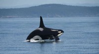 Southern Resident Killer Whales Still Starving: UBC Study Finds Lack of Adequate Food Since 2018