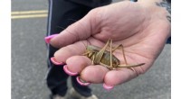 Mormon Cricket Swarms Prompt Oregon’s Pest‑Control Push