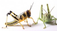 USDA-ARS Publishes First High-Quality Genome of the Desert Locust