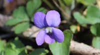 Climate Change Reshapes the Reproductive Timing of the Common Blue Violet