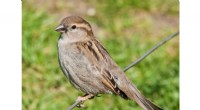 Urban Density s Strong Link to House Sparrow Health