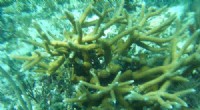 Port Everglades Coral Nursery Rescues 2,376 At‑Risk Corals in 600‑Gallon Tank