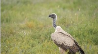 Africa s Small Protected Areas Fail to Protect Declining Vulture Populations