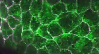 The Dynamic Cell Skeleton: Live Imaging Reveals Cellular Construction