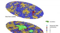 3D Computational Simulation Reveals Human Genome Architecture and Dynamics Inside the Cell Nucleus