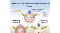 New Molecular Insight Links Lysosomal Protein Dysfunction to Parkinson’s Disease Risk