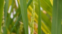 Decoding Light’s Role in Rice Flowering: A Breakthrough Mechanism