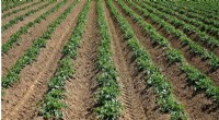 High-Quality Soil: A Critical Driver for Crop Yield and Climate Resilience