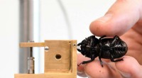 Measuring Insect Bite Forces: A Mobile System for Precise Analysis