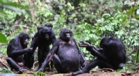 Bonobos  Tolerant, Peaceful Group Dynamics Offer Insight into Human Peacebuilding