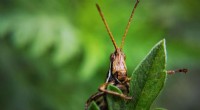 Michigan State Study Uses Locust Brain & Antennae to Detect Mouth Cancer