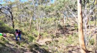 Native Plant Replanting Restores Soil Microbial Life in Adelaide and Mt Lofty Ranges