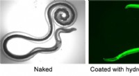 Engineered Micro-Worms with Protective Coatings for Targeted Cargo Delivery