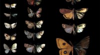 Infrared Imaging Reveals Moths  Vibrant Color Spectrum