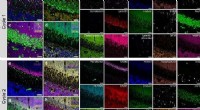 PICASSO Imaging Technique Brings Biological Molecules into Technicolor