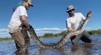 Florida Scientists Capture 18‑Foot, 215‑Pound Burmese Python – Record‑Breaking Achievement