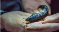 Global Citizen Scientists Uncover Europe s Giant Keelback Slug