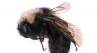 Building a Comprehensive Bee Genome Library