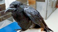 Cornell Study Documents First Crows Surviving West Nile Virus