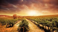 Australian Grape Growers Lead Climate Adaptation: Their Early Strategies Guide Farmers