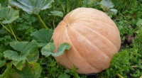 New Study Identifies Pests, Diseases, and Drought as Primary Threats to Uganda’s Pumpkin and Watermelon Production