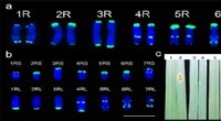 Advanced Wheat‑Rye Chromosome Engineering Confers Ug99 Resistance for Wheat Breeders