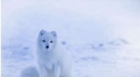 New Study Reveals How Cold‑Adapted Arctic Mammals Adapt to Climate Change