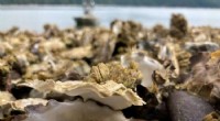 Unprecedented 2021 Heat Wave Triggers Massive Shellfish Die-Off in the Pacific Northwest