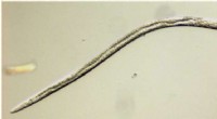 New Insights into Sex Determination in Bursaphelenchus Nematodes: Implications for Pest Management