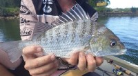 Surprise Discovery: Barred Javelin Fish Captured by Southern Cross University Researcher on NSW Coast