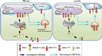 Scientists Reveal Novel ER Sorting Pathway Enhancing Plant Protein Quality Control