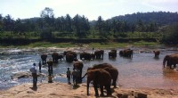 Climate Change May Shift Human‑Elephant Conflict Risks in Thailand