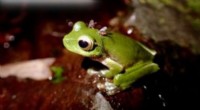 Help Protect Threatened Frogs: Submit Photos of Fly-Feeding Events