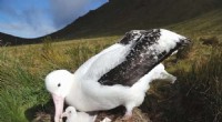 Invasive Mice Accelerate Decline of Tristan Albatross Populations
