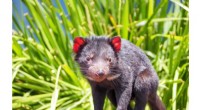 Tasmanian Devils Secure Their Future: Genetic Study Confirms Robust Insurance Populations