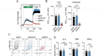 Calcium Channels: A Crucial Driver of T-Cell Activity