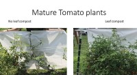 Leaf Mold Compost Boosts Tomato Growth in Degraded Urban Soils