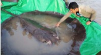 Cambodian Fisherman Nets World’s Largest Freshwater Fish, Earns $600 Reward