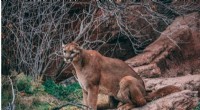 Mountain Lion P-54 Fatal Vehicle Collision Mirrors Mother’s 2018 Road Accident