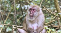 Age-Related Diversity in the Gut Microbiome of Wild Assamese Macaques