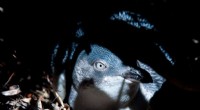 Little Penguins Battle Food Scarcity After Drought and Fires