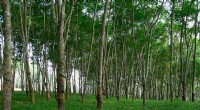 Seasonal Fog Mitigates Drought Stress in Xishuangbanna Rubber Trees