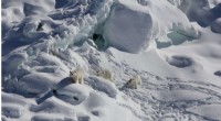 Polar Bears Adapting: Freshwater Icebergs Serve as Critical Hunting Grounds in Southeast Greenland